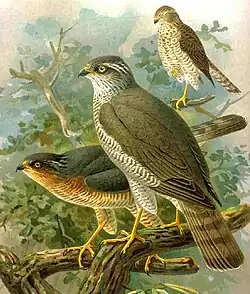 Couple d'Éperviers d'Europe (A. nisus).