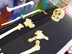 Reconstitution de l'ensemble des éléments du squelette de Flora, Homo floresiensis.