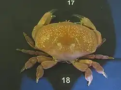 Atergatis integerrimus.