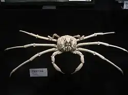 Paromola macrochira (Homolidae)