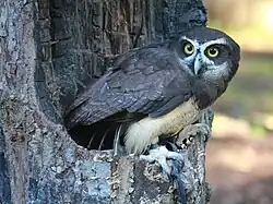 Sur un trou d'arbre, sans doute son nid. (Carolina Raptor Center à Charlotte (Caroline du Nord) aux États-Unis)