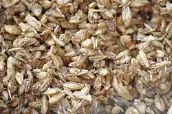 Gros plan sur des enveloppes et glumes d'orge