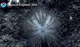 Sperosoma sp. à plusieurs milliers de mètres près de Hawaï