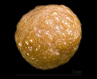 Sphaérosiderite  Mines de Batère (Pyrénées Orientales) - France (1&nbsp;cm)