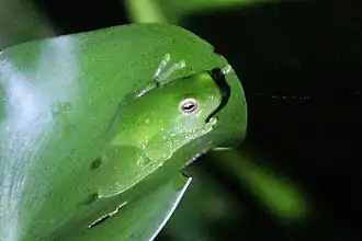 Description de l'image Sphaenorhynchus dorisae.jpg.