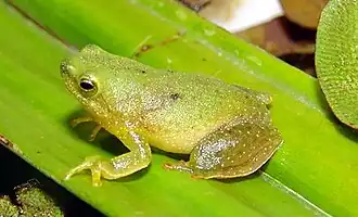 Description de l'image Sphaenorhynchus planicola.jpg.