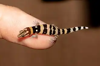 Description de l'image Sphaerodactylus callocricus MG 0709.jpg.