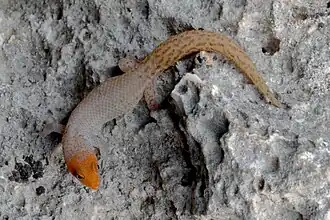 Description de l'image Sphaerodactylus plummeri MG 9647.jpg.