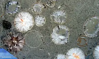 Sphaeronites pomum du Trémadocien (Ordovicien inférieur) en coupe, Degerhamn, Suède.