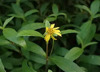 Description de l'image Sphagneticola calendulacea kz01.jpg.