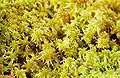 Sphagnum fallax (Sphagnaceae), Allemagne