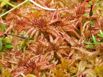 Description de l'image sphagnum_magellanicum.jpeg.