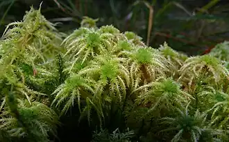 Description de l'image Sphagnum squarrosum 091207.jpg.