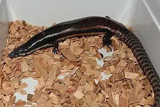 Description de l'image Sphenomorphus muelleri.jpg.