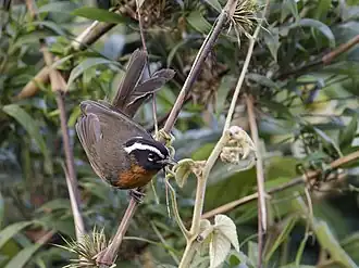 Description de l'image Sphenopsis piurae - Piura Hemispingus (cropped).jpg.