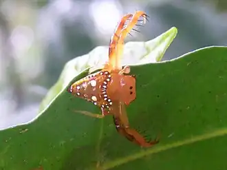 Description de l'image Spider Flint & Steel track.JPG.