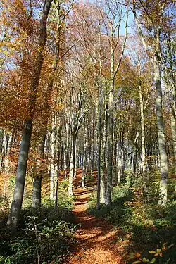 Le GR VA dans le Spijkerbos&nbsp;(nl)