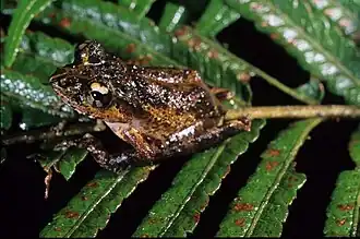 Description de l'image Spinomantis fimbriatus.jpg.