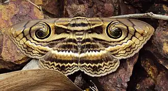 Description de cette image, également commentée ci-après