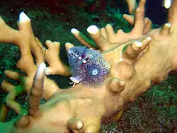 Spirobranchus corniculatus