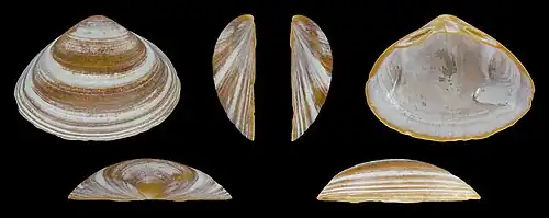 Forme marronValve droite