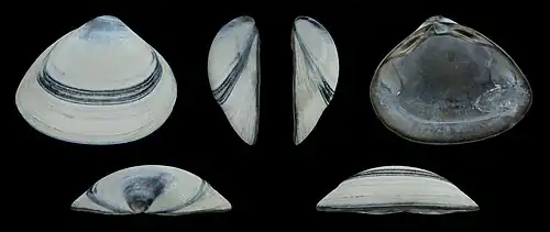 Forme griseValve droite