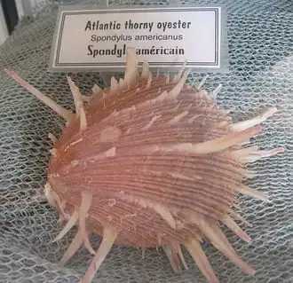 Description de l'image Spondylus_americanus01.jpg.