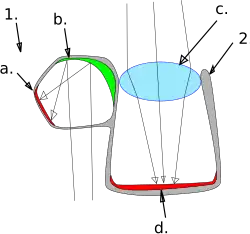Schéma descriptif d'un œil de Dolichopteryx longipes.