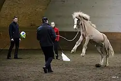 Un homme tient un bâton avec au bout un sac plastique devant un jeune cheval qui se cabre.