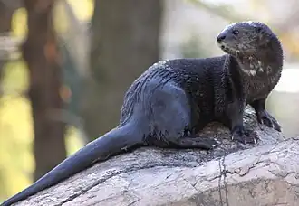 Loutre à cou tacheté (Hydrictis maculicollis).