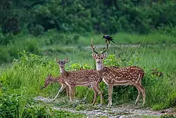 Le Cerf axis ou Chital est un animal grégaire, vivant en groupes de 10 à 60 individus incluant en général 2 ou 3 mâles.Il est herbivore, ruminant et se nourrit essentiellement de feuillages , d'herbes, de fruits et de roseaux.