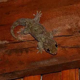 Description de l'image Spotted Fish-scale Gecko Geckolepis maculata.jpg.