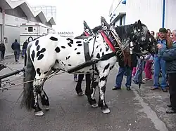 Un cheval tacheté de noir harnaché et attelé se tient de profil.