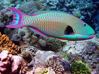 Description de l'image Spotted parrotfishWB.jpg.