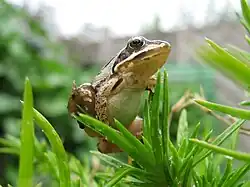 Photographie d'une grenouille agile.