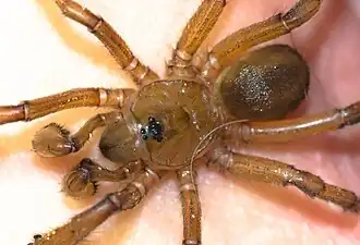 Description de l'image Spurred trapdoor spider (Segregara sp.).jpg.