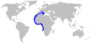 Description de l'image Squatina_aculeata_distmap.png.