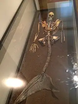 Squelette humoristique de sirène au musée national du Danemark.