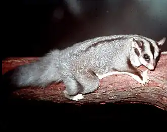 Description de l'image Squirrel-Glider-at-Lone-Pine.jpg.