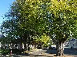 Les ginkgos de la gare.