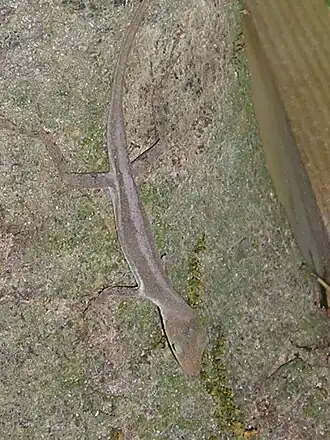 Description de l'image St Lucia Anole, Anolis luciae.jpg.