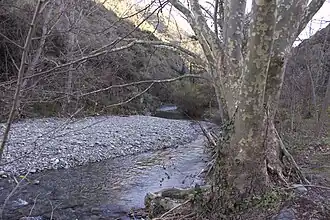 Tronc d'un arbre derrière lequel s'écoule une rivière, puis plage de galets et flanc de montagne.
