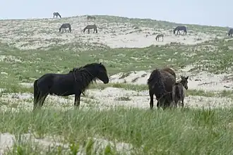 Groupe de chevaux de l'île de Sable.