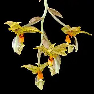 Description de l'image Stanhopea wardii Orchi 111.jpg.