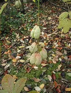 Fruits de Staphylea pinnata