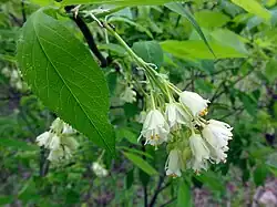 Fleurs de Staphylea trifolia