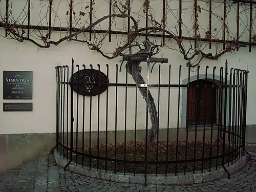 La stara trta de Maribor, la plus vieille vigne du monde (Slovénie).
