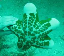 Sans éclairage artificiel.