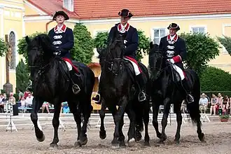 Kladrubers noirs montés