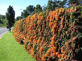 Description de l'image Starr 061204-1806 Pyrostegia venusta.jpg.